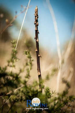 The wild asparagus (Asparagus acutifolius)