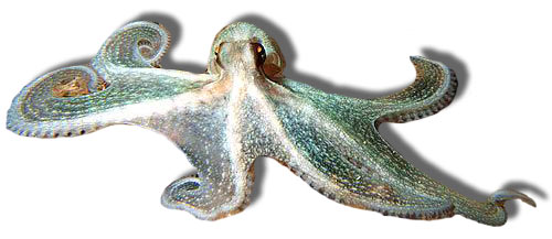 Life in the sea - Cephalopoda