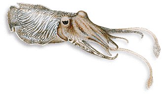Life in the sea - Cephalopoda
