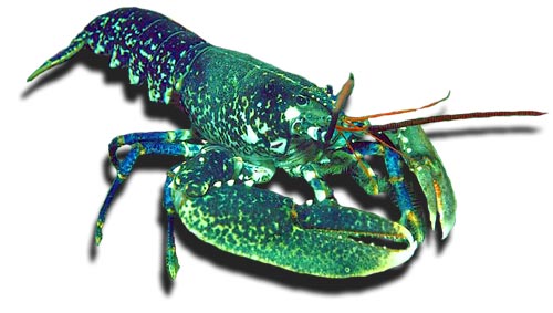 La vita nel mare - crostacei