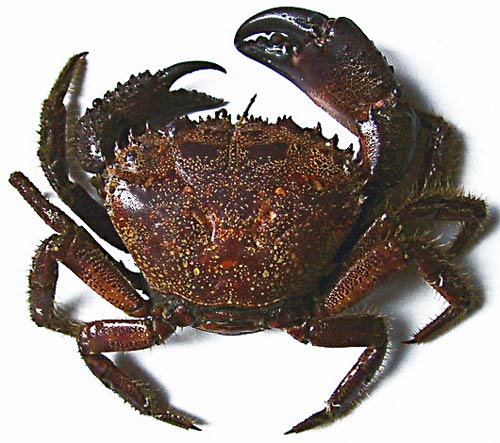 La vita nel mare - crostacei