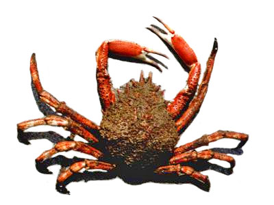 La vita nel mare - crostacei