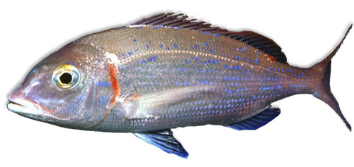 Leben im Meer - Fisch