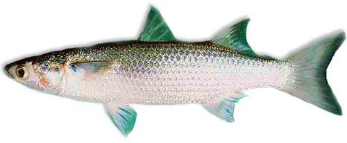 Leben im Meer - Fisch