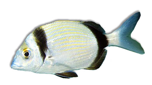 Leben im Meer - Fisch
