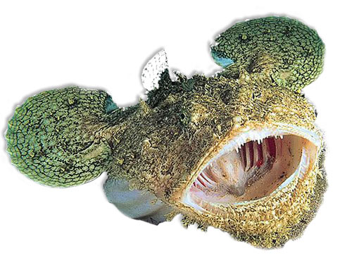 Leben im Meer - Fisch