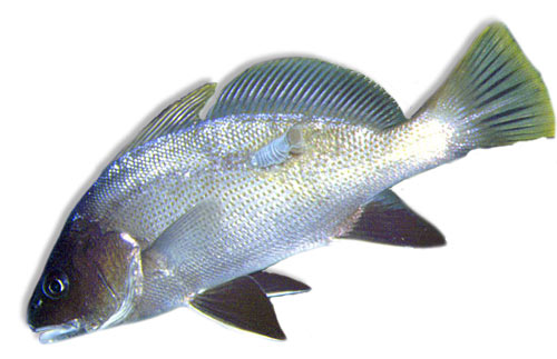 Leben im Meer - Fisch