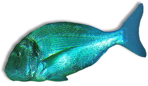 Leben im Meer - Fisch