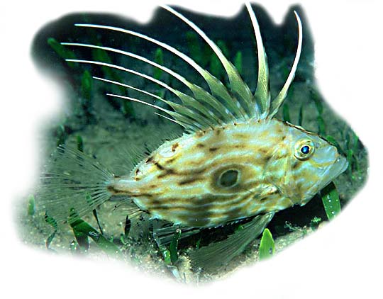 Leben im Meer - Fisch