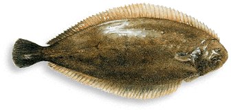 Leben im Meer - Fisch