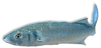 Leben im Meer - Fisch