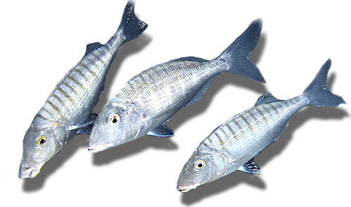 Leben im Meer - Fisch