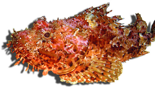 Leben im Meer - Fisch