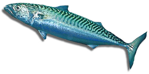 Leben im Meer - Fisch