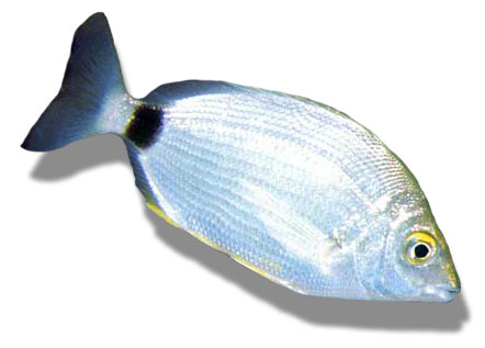 Leben im Meer - Fisch