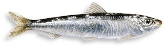 Leben im Meer - Fisch