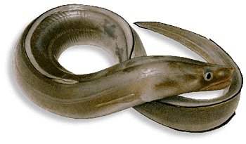 Leben im Meer - Fisch