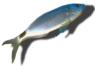 Leben im Meer - Fisch