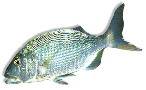 Leben im Meer - Fisch