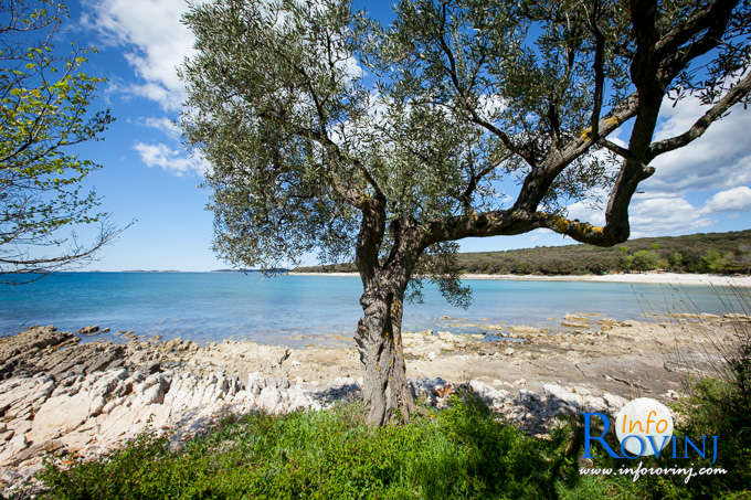 Strände um Rovinj: Bucht Cisterna / Bucht Bacvice 2