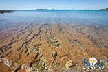 Beaches in Rovinj: Bay Cisterna / Bay Bacvice 5