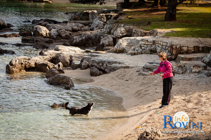 beaches for dogs