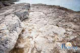 spiagge a Rovigno: promontorio Gustinja 2